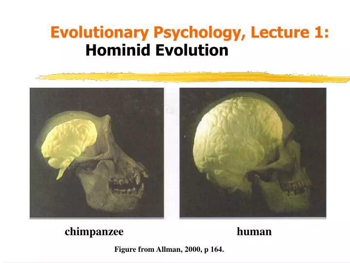 evolutionary psychology lecture 1 hominid evolution
