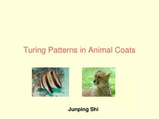 Turing Patterns in Animal Coats