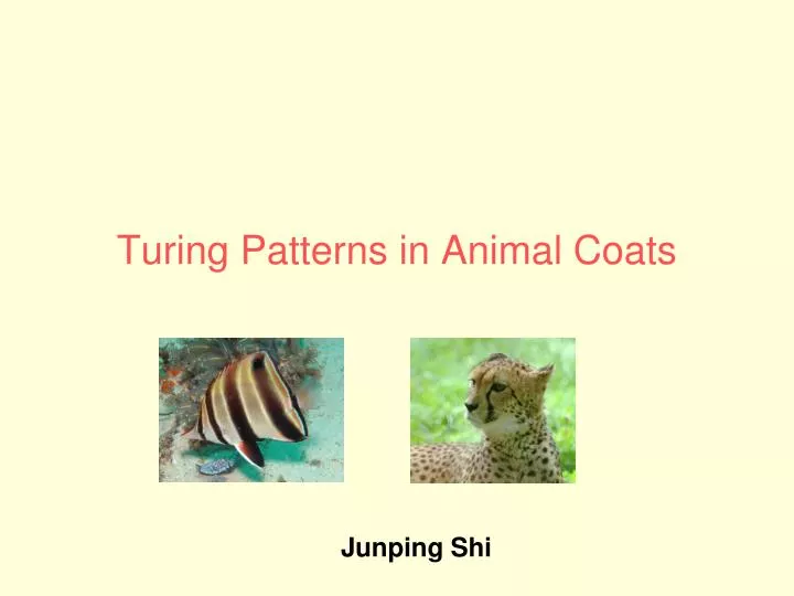 turing patterns in animal coats