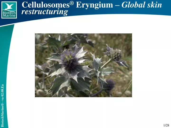 cellulosomes eryngium global skin restructuring