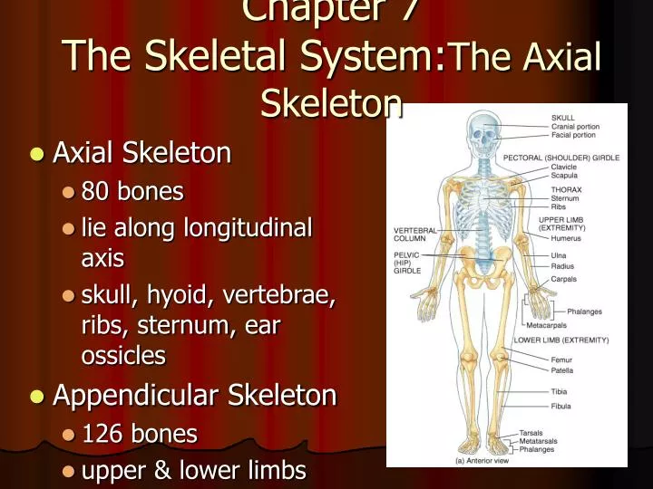 chapter 7 the skeletal system the axial skeleton