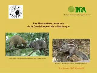 Les Mammifères terrestres de la Guadeloupe et de la Martinique