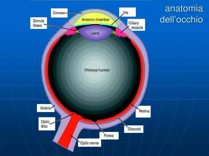 anatomia dell occhio