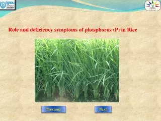 Role and deficiency symptoms of phosphorus (P) in Rice