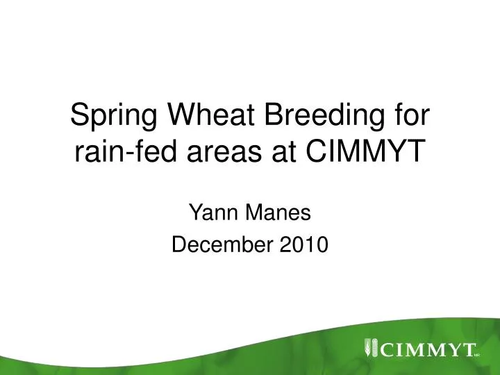 spring wheat breeding for rain fed areas at cimmyt