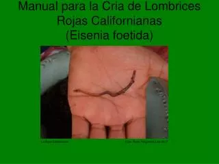 Manual para la Cria de Lombrices Rojas Californianas (Eisenia foetida)