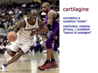 cartilagine