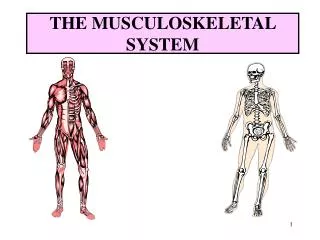 THE MUSCULOSKELETAL SYSTEM