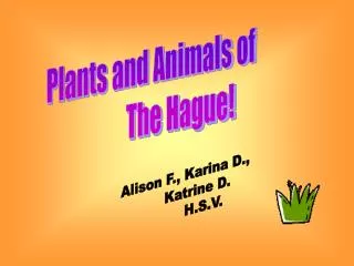 Plants and Animals of The Hague!