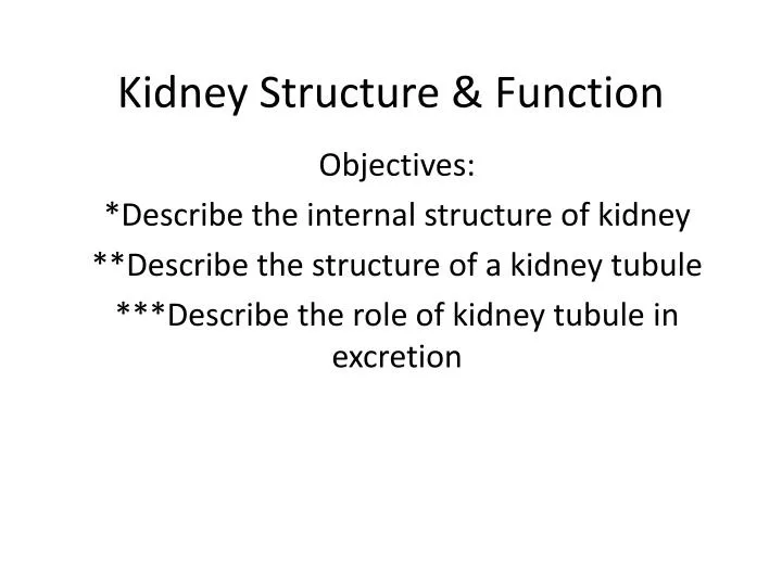 kidney structure function