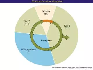 Eukaryoti k Hücre Döngüsü