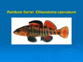 Rainbow Darter Etheostoma caeruleum