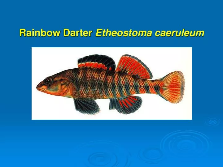 rainbow darter etheostoma caeruleum