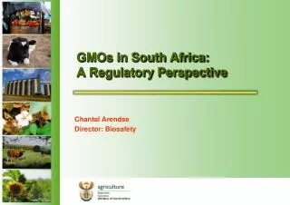 GMOs in South Africa: A Regulatory Perspective