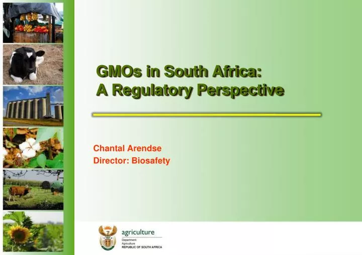 gmos in south africa a regulatory perspective