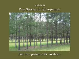 module #3 Pine Species for Silvopasture