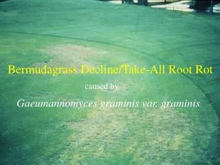 Bermudagrass Decline/Take-All Root Rot