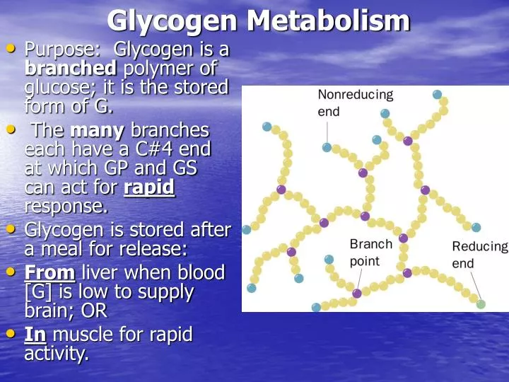 glycogen metabolism