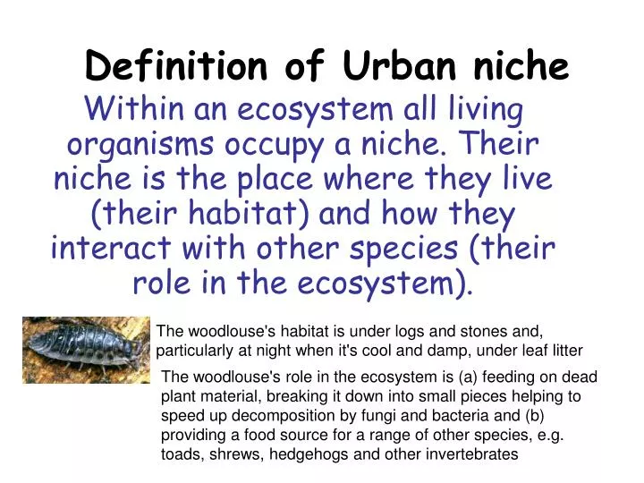 definition of urban niche