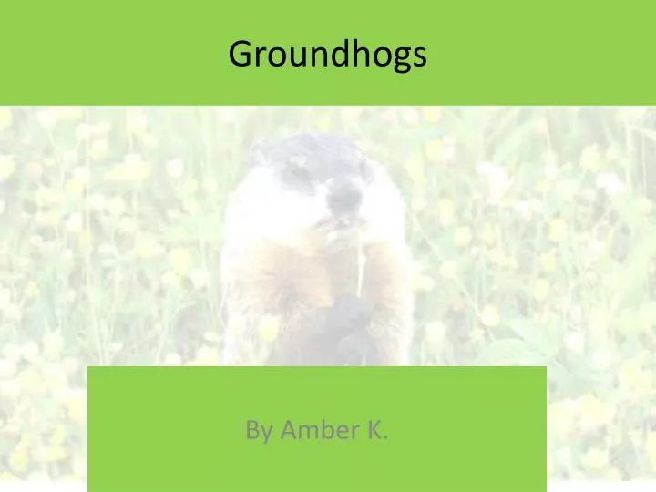 groundhogs
