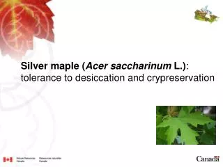 Silver maple ( Acer saccharinum L.) : tolerance to desiccation and crypreservation