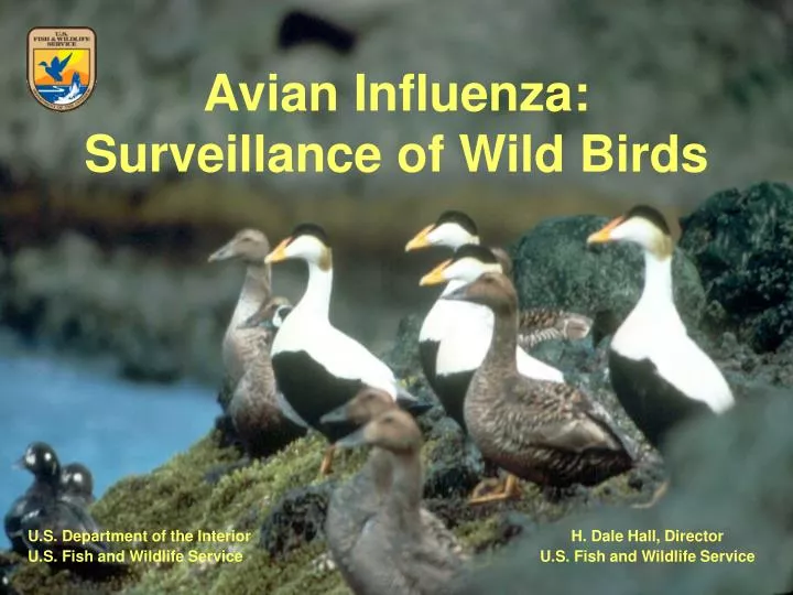 avian influenza surveillance of wild birds