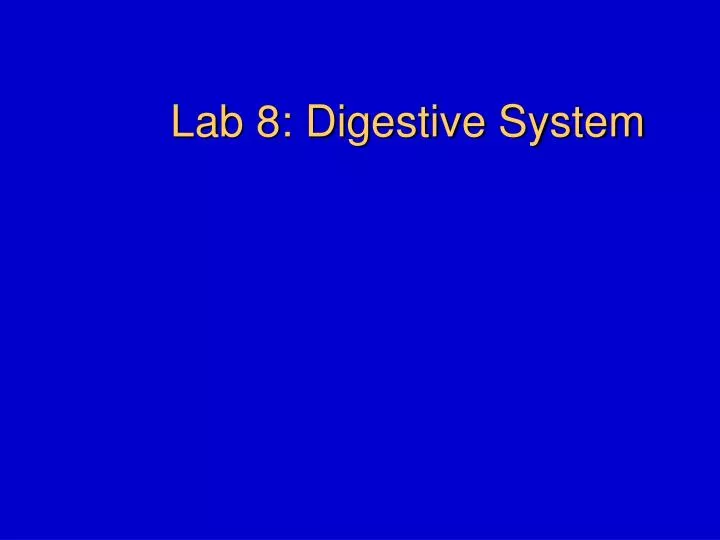 lab 8 digestive system