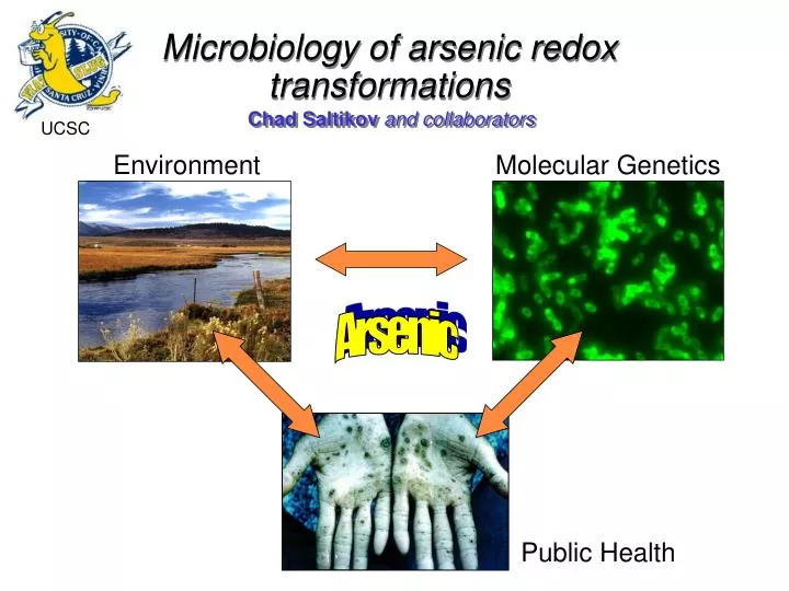 microbiology of arsenic redox transformations