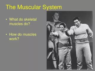 The Muscular System