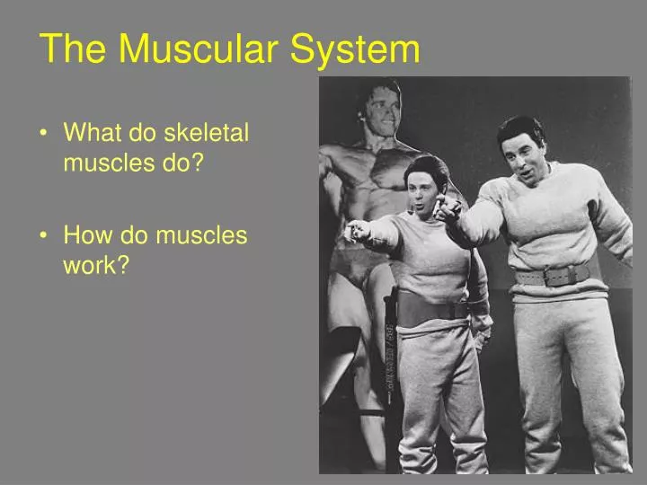 the muscular system