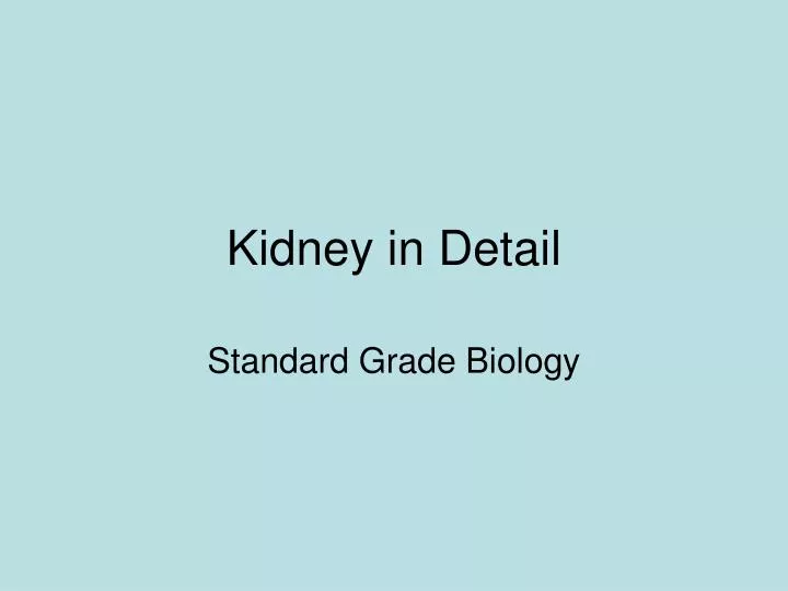 kidney in detail