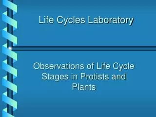 Life Cycles Laboratory