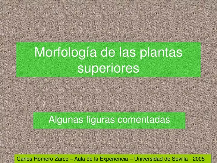 morfolog a de las plantas superiores