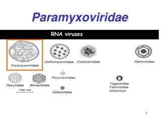 Paramyxoviridae