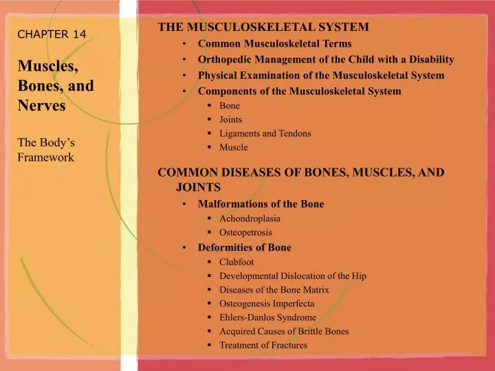chapter 14 muscles bones and nerves the body s framework