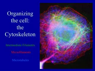 Organizing the cell: the Cytoskeleton