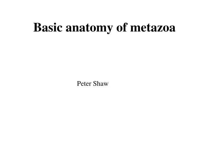 basic anatomy of metazoa