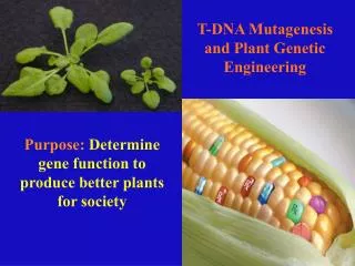 T-DNA Mutagenesis and Plant Genetic Engineering