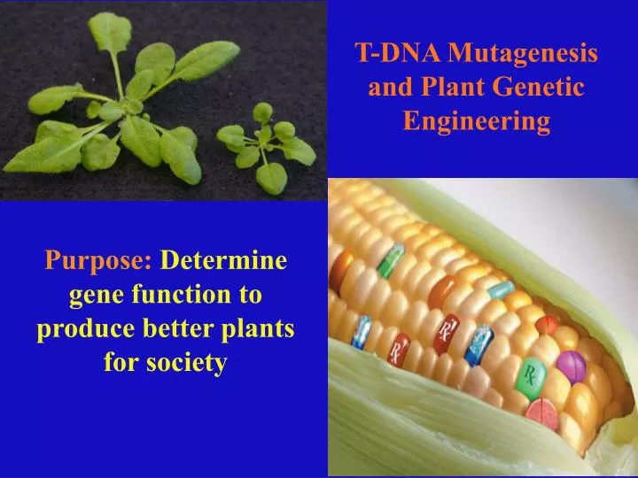 t dna mutagenesis and plant genetic engineering