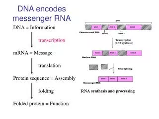 DNA encodes messenger RNA