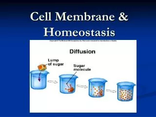 Cell Membrane &amp; Homeostasis