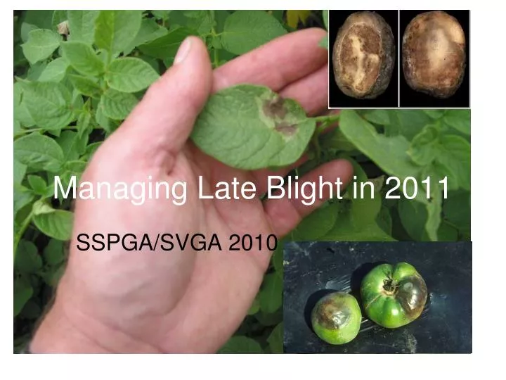 managing late blight in 2011