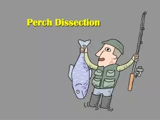 Perch Dissection