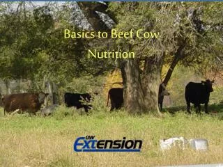 Basics to Small Farm Beef Cow Nutrition