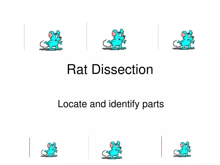 rat dissection