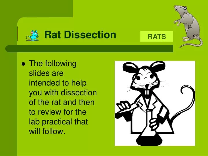 rat dissection