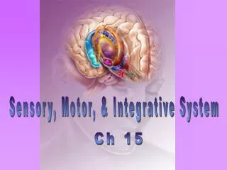 Sensory, Motor, &amp; Integrative System