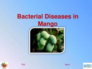 Bacterial Diseases in Mango