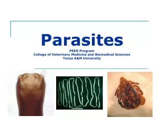 Parasites PEER Program College of Veterinary Medicine and Biomedical Sciences Texas A&amp;M University