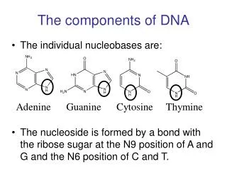 The components of DNA
